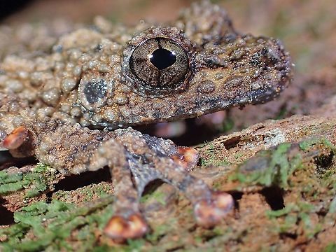 Spiny Warted Frog - Theloderma horridum Had initially thought it was a Toad in view of the warty look, this was a surprise and rare friend from the location.  They are supposedly rare as they tends to stay higher up in trees and lays their eggs in tree holes.

https://www.jungledragon.com/image/116892/orange_toes.html Frog,Malaysia,Moss Frog,Penang,Spiny Warted Frog,Theloderma horridum