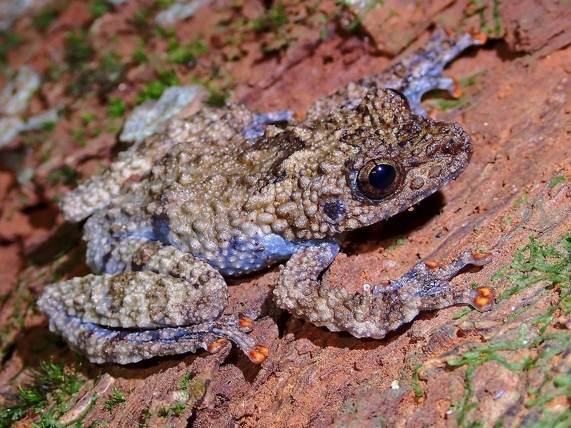 Orange Toes! Spiny Warted Frog/Moss Frog - Theloderma horridum Frog,Malaysia,Moss Frog,Penang,Spiny Warted Frog,Theloderma horridum
