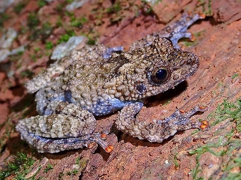 Orange Toes! Spiny Warted Frog/Moss Frog - Theloderma horridum Frog,Malaysia,Moss Frog,Penang,Spiny Warted Frog,Theloderma horridum