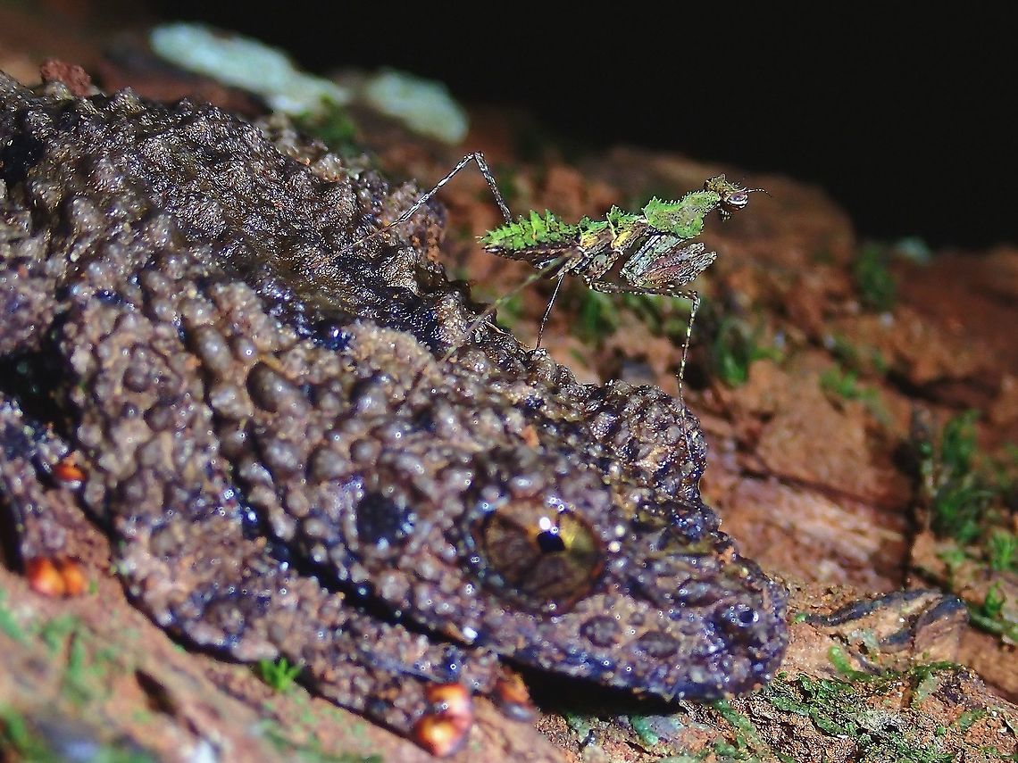 Be careful what you stand on! Was taking pics of the Moss Frog when I noticed this tiny Praying Mantises &#039;swaying&#039; on the mossy surface of the tree trunk close by.  One of them then walks over to the frog and was on the head of the Frog, which stays motionless and didn&#039;t try to eat them.  Hopefully they didn&#039;t get eaten, probably too small, as just tiny nymphs, around 1 cm in body size. Haania,Haania sp,Malaysia,Mantis,Moss Mantis,Penang,Praying Mantis
