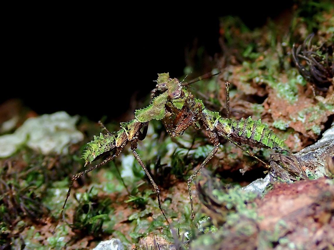 Hugs! 2 nymphs of Moss Mantis - Haania sp, seems to be giving hugs to each other.<br />
This nymphs are tiny, around 1 cm in body size and are well camouflaged among the mossy surface of the tree trunk they lives on. Haania,Haania sp,Malaysia,Mantis,Moss Mantis,Penang,Praying Mantis