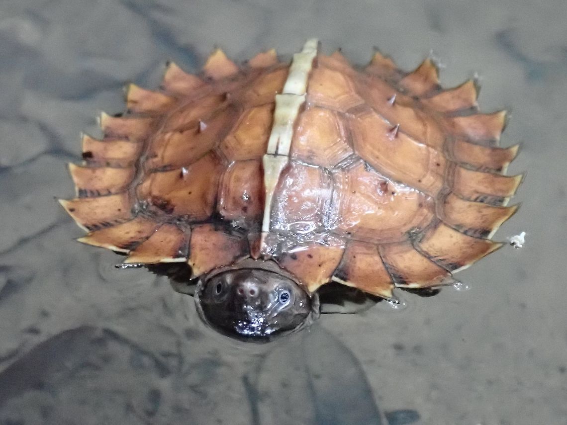 Chilling out! Juvenile Spiny Terrapin - Heosemys spinosa, has &#039;spines&#039; on the edges of their carapace, which they loses when they get bigger.  This juvenile was seen chilling out in a small pool of a shallow stream. Heosemys spinosa,Malaysia,Penang,Spiny Terrapin,Spiny Turtle,Terrapin,Turtle