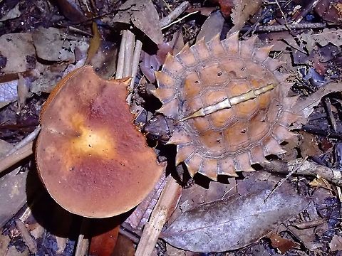 Tasty Meal! This juvenile Spiny Terrapin - Heosemys spinosa was seen having a meal of a Fungi Heosemys spinosa,Malaysia,Penang,Spiny Terrapin,Spiny Turtle,Terrapin,Turtle