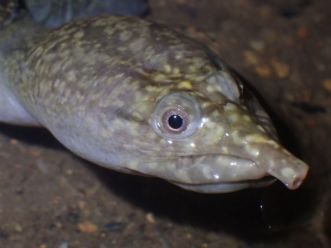 Pointed Nose  Dogania subplana,Malayan Softshell Turtle,Malaysia,Penang,Softshell Turtle,Turtle