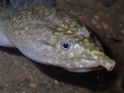 Pointed Nose  Dogania subplana,Malayan Softshell Turtle,Malaysia,Penang,Softshell Turtle,Turtle