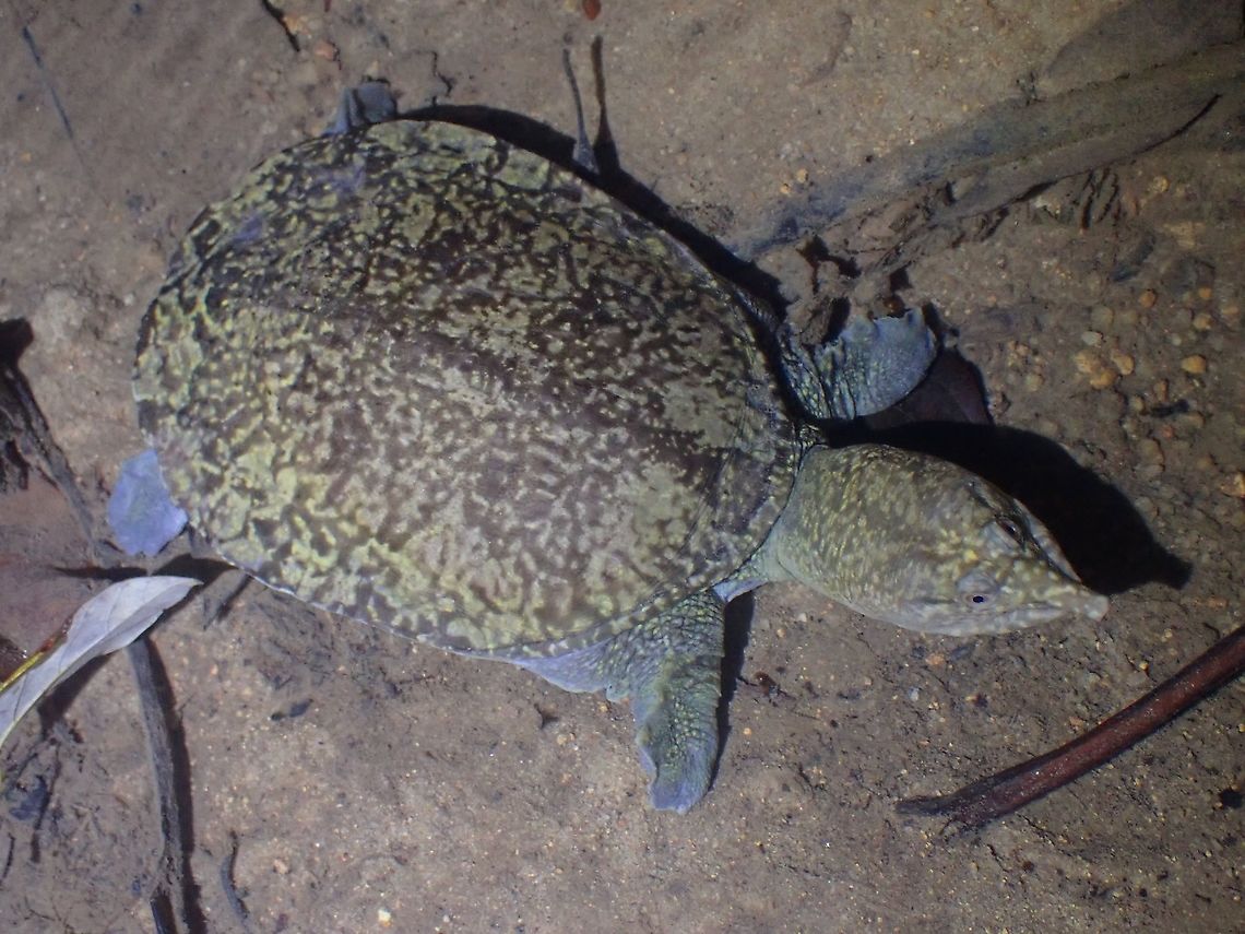 Malayan Softshell Turtle - Dogania subplana  Dogania subplana,Malayan Softshell Turtle,Malaysia,Penang,Softshell Turtle,Turtle