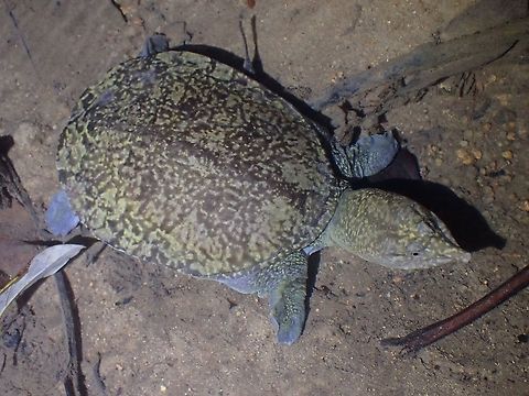 Malayan Softshell Turtle - Dogania subplana  Dogania subplana,Malayan Softshell Turtle,Malaysia,Penang,Softshell Turtle,Turtle
