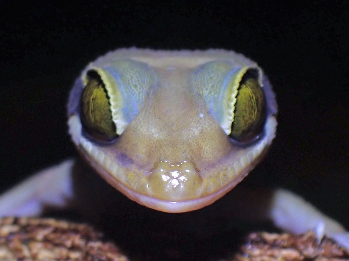 Bent-Toed Gecko -  Cyrtodactylus pulchellus  Cyrtodactylus pulchellus,Gecko,Malayan forest gecko,Malaysia,Penang,Penang Island Bent-Toed Gecko