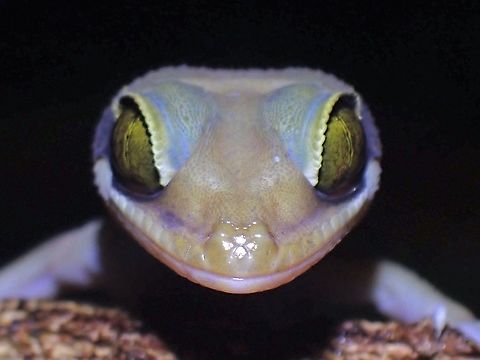 Malayan forest gecko