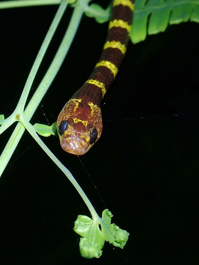 Malayan Bridal Snake - Lycodon subannulatus  Lycodon subannulatus,Malayan Bridal Snake,Malaysia,Penang,Snake