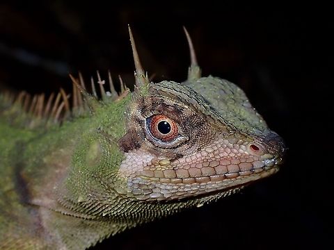 Godzilla Armored Picklenape - Acanthosaura armata

https://www.jungledragon.com/image/116902/armored_picklenape_-_acanthosaura_armata.html Acanthosaura armata,Armored Picklenape,Lizard,Malaysia,Penang