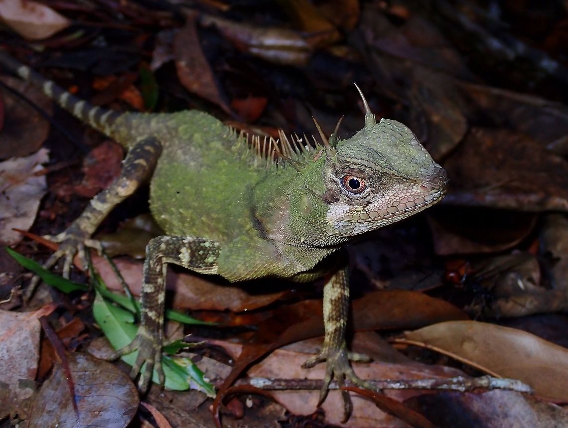 Armored Picklenape - Acanthosaura armata  Acanthosaura armata,Armored Picklenape,Lizard,Malaysia,Penang