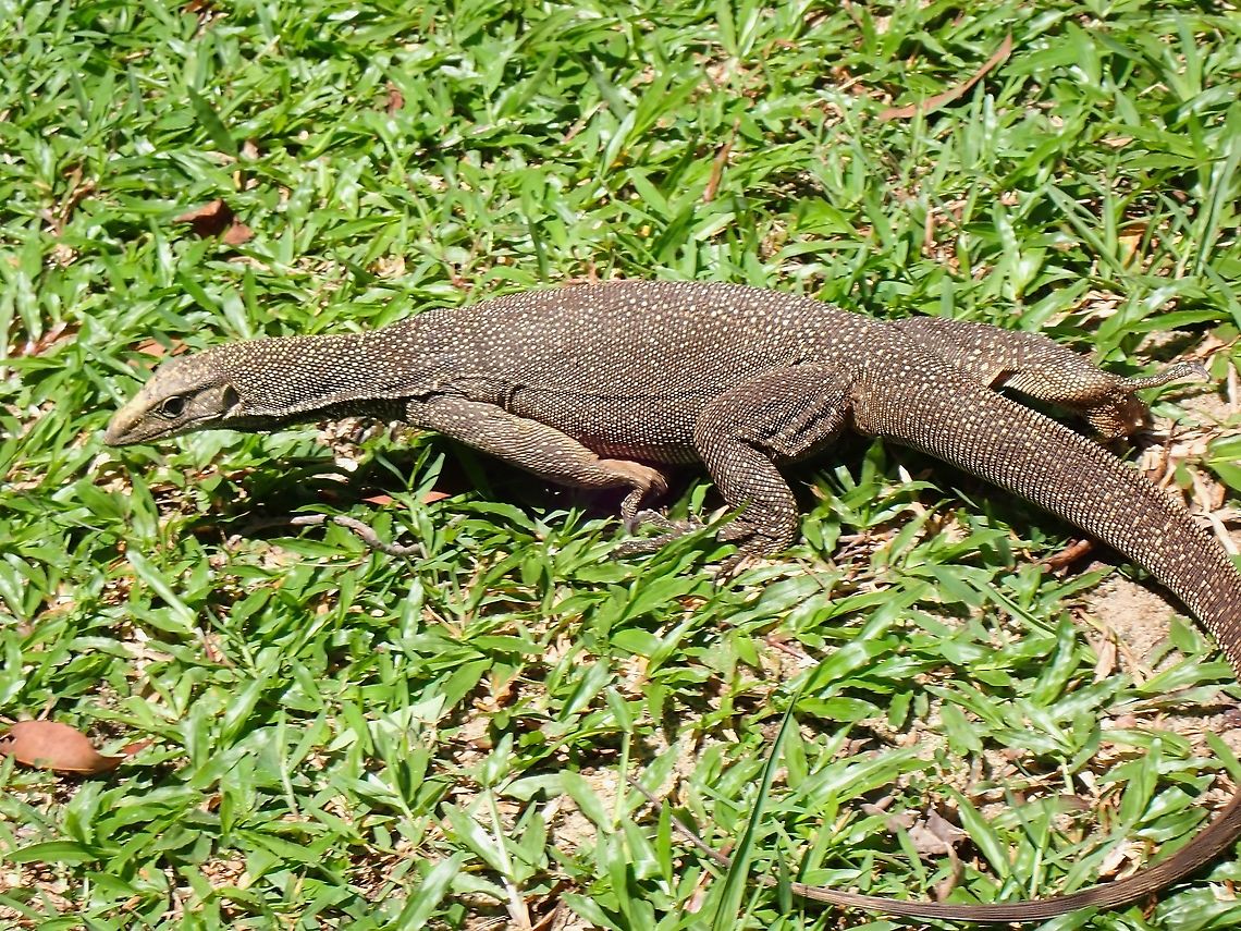 Clouded Monitor Lizard - Varanus nebulosus  Clouded monitor,Lizard,Malaysia,Monitor Lizard,Penang,Varanus nebulosus