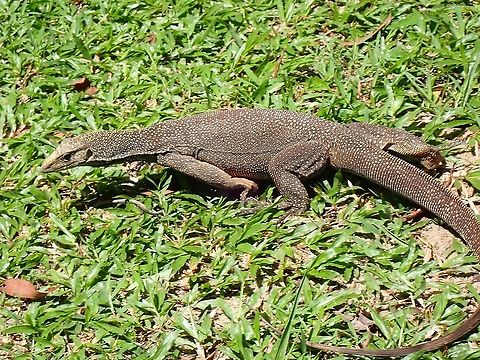 Clouded Monitor Lizard - Varanus nebulosus  Clouded monitor,Lizard,Malaysia,Monitor Lizard,Penang,Varanus nebulosus