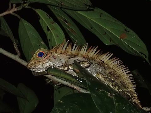 Blue Eyes  Angle-Headed Lizard,Blue-Eyed Angle-Headed Lizard,Gonocephalus liogaster,Lizard,Malaysia,Sarawak
