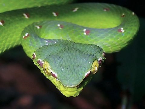 Staring at you! Juvenul Wagler's Pit Viper, in hunting mode

https://www.jungledragon.com/image/116920/ready_to_strike.html Malaysia,Penang,Pit Viper,Snake,Tropidolaemus wagleri,Viper,Wagler's Pit Viper