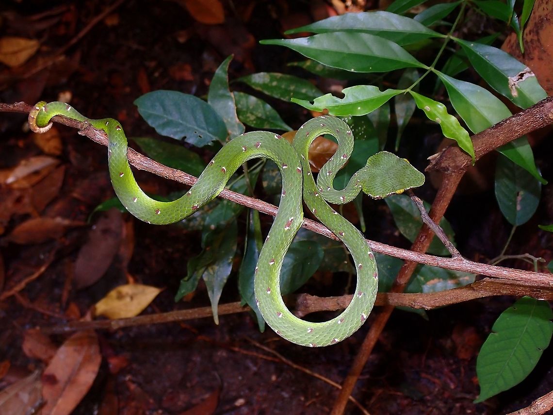 Ready to strike Juvenile Wagler&#039;s Pit Viper - Tropidolaemus wagleri, in hunting mode ready to pounce Malaysia,Penang,Pit Viper,Snake,Tropidolaemus wagleri,Viper,Wagler's Pit Viper