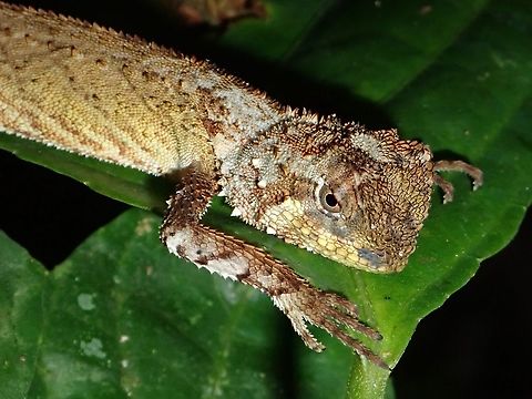 Blacklipped Eyebrow Lizard - Pelturagonia nigrilabris  Blacklipped Eyebrow Lizard,Lizard,Malaysia,Pelturagonia nigrilabris,Sarawak