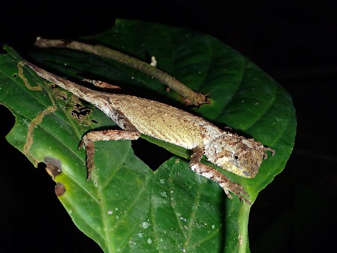 Blacklipped Eyebrow Lizard - Pelturagonia nigrilabris Surprised to find out that this is Blacklipped Eyebrow Lizard - Pelturagonia nigrilabris, something different as I have thought it is a juvenile of the more common Gonocephalus lizard. Blacklipped Eyebrow Lizard,Lizard,Malaysia,Pelturagonia nigrilabris,Sarawak