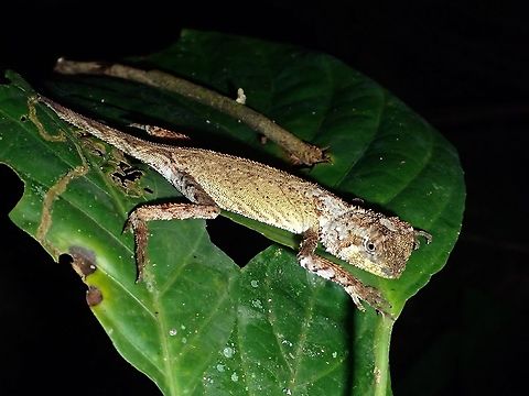 Blacklipped Eyebrow Lizard