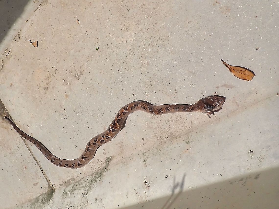 Roadkill :( Saw this Malayan Pit Viper in the drain by the side of road near the entrance of a National Park, seems to be recently dead as bleeding on the head is not dried yet.  Most likely run over by a bike/car intentionally as the injuries were only on the head, and then thrown into the drain :( Calloselasma rhodostoma,Malayan Pit Viper,Malaysia,Penang,Pit Viper,Snake,Viper