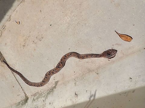 Malayan Pit Viper