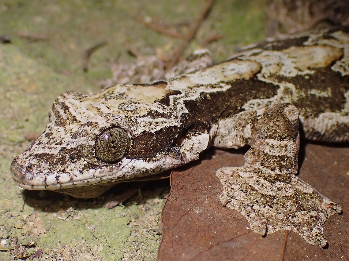 Cool (Kuhl's) Flying Gecko Have been on the look out for this cool Flying Gecko when I know they can be found at my current location and was talking about it with my new friends I met during hiking.  Then one of them who takes care of an abandoned haunted house on top of the hill told me he has seen it before at the abandoned house, I was a bit skeptical until he showed me the picture.<br />
<br />
After that, I keep looking out for it when at the house and was not disappointed when I eventually found it and now I can see this beauty regularly as she has taken up residence at the abandoned house!<br />
<br />
They do not fly, instead they glides with the help of the webbed feet and wide flattened tail. Have seen it a couple of time, gliding from near the roof top to the ground or to a nearby tree.<br />
<br />
And they have a Cool (Kuhl) name!<br />
<br />
<figure class="photo"><a href="https://www.jungledragon.com/image/116925/kuhls_flying_gecko_-_gekko_kuhli.html" title="Kuhl&#039;s Flying Gecko - Gekko kuhli"><img src="https://s3.amazonaws.com/media.jungledragon.com/images/2994/116925_thumb.jpeg?AWSAccessKeyId=05GMT0V3GWVNE7GGM1R2&Expires=1759968010&Signature=Mo8llYs3MUqZvsHLLkcpeOhGijk%3D" width="200" height="150" alt="Kuhl&#039;s Flying Gecko - Gekko kuhli  Flying Gecko,Gecko,Gekko kuhli,Kuhl&#039;s Flying Gecko,Malaysia,Penang" /></a></figure> Flying Gecko,Gecko,Gekko kuhli,Kuhl's Flying Gecko,Malaysia,Penang