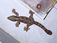 Kuhl's Flying Gecko - Gekko kuhli  Flying Gecko,Gecko,Gekko kuhli,Kuhl's Flying Gecko,Malaysia,Penang
