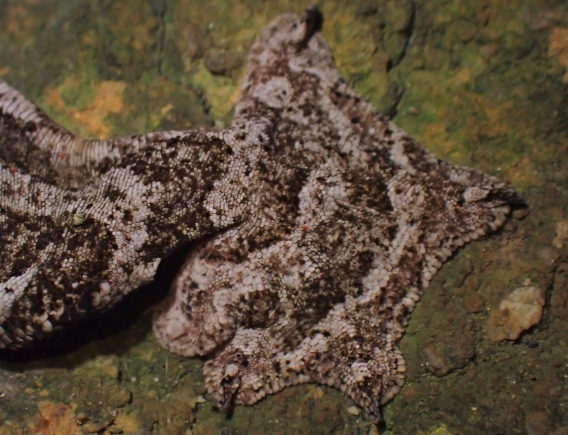 Webbed Feet <figure class="photo"><a href="https://www.jungledragon.com/image/116925/kuhls_flying_gecko_-_gekko_kuhli.html" title="Kuhl&#039;s Flying Gecko - Gekko kuhli"><img src="https://s3.amazonaws.com/media.jungledragon.com/images/2994/116925_thumb.jpeg?AWSAccessKeyId=05GMT0V3GWVNE7GGM1R2&Expires=1759968010&Signature=Mo8llYs3MUqZvsHLLkcpeOhGijk%3D" width="200" height="150" alt="Kuhl&#039;s Flying Gecko - Gekko kuhli  Flying Gecko,Gecko,Gekko kuhli,Kuhl&#039;s Flying Gecko,Malaysia,Penang" /></a></figure> Flying Gecko,Gecko,Gekko kuhli,Kuhl's Flying Gecko,Malaysia,Penang