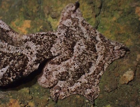 Webbed Feet https://www.jungledragon.com/image/116925/kuhls_flying_gecko_-_gekko_kuhli.html Flying Gecko,Gecko,Gekko kuhli,Kuhl's Flying Gecko,Malaysia,Penang