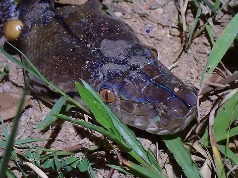 Reticulated Python - Malayopython reticulatus This was a large sized Python, around 15 feet/5 meters, seen by the son of a friend from the local neighbourhood.  They were out for evening walk after dinner close to forested area next to residential houses.  They quickly called me and I was happy to go over to have a look.  The Python was 'resting' after a meal as it has a bloated tummy but that part was hidden in the bushes and only about 1.5 meters of the head part was visible outside the bushes.

Residents from nearby houses were curious and came out to look and they told us several of their pet cats have been missing and they suspect they have been eaten by this Python.  Initially they had wanted to kill it but I told them they should not and as compromise, the local Fire Rescue team were called to relocate this Python.

https://www.jungledragon.com/image/116928/reticulated_python_-_malayopython_reticulatus.html

Video of the 'catch & relocate' can be seen here :

https://www.youtube.com/watch?v=wHQFph7HUJ4 Malaysia,Penang,Python,Python reticulatus,Reticulated Python,Snake