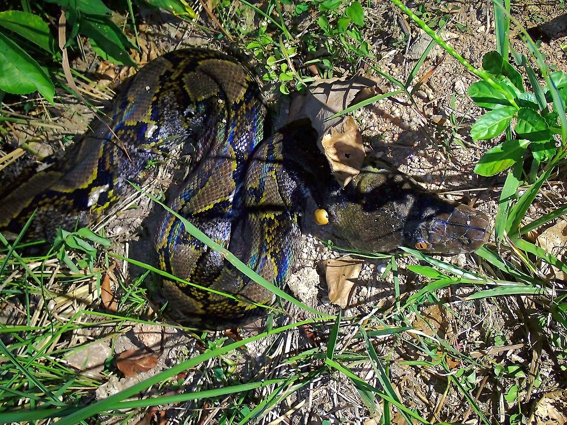 Reticulated Python - Malayopython reticulatus  Malaysia,Penang,Python,Python reticulatus,Reticulated Python,Snake