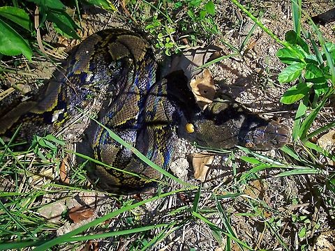 Reticulated Python - Malayopython reticulatus  Malaysia,Penang,Python,Python reticulatus,Reticulated Python,Snake