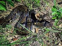 Reticulated Python - Malayopython reticulatus Malaysia,Penang,Python,Python reticulatus,Reticulated Python,Snake