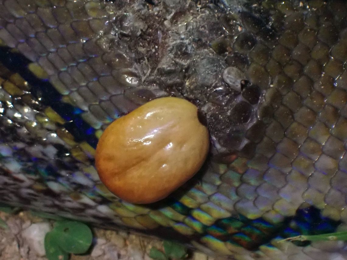 Big Fat Tick! This was a well fed fat Tick on a Reticulated Python, to the right of it is a much smaller Tick.<br />
<br />
The Python host can be seen here :<br />
<br />
<figure class="photo"><a href="https://www.jungledragon.com/image/116927/reticulated_python_-_malayopython_reticulatus.html" title="Reticulated Python - Malayopython reticulatus"><img src="https://s3.amazonaws.com/media.jungledragon.com/images/2994/116927_thumb.jpeg?AWSAccessKeyId=05GMT0V3GWVNE7GGM1R2&Expires=1759968010&Signature=kRL0Ddi9D1Xdfre8VDeAPTkeY5g%3D" width="200" height="150" alt="Reticulated Python - Malayopython reticulatus This was a large sized Python, around 15 feet/5 meters, seen by the son of a friend from the local neighbourhood.  They were out for evening walk after dinner close to forested area next to residential houses.  They quickly called me and I was happy to go over to have a look.  The Python was &#039;resting&#039; after a meal as it has a bloated tummy but that part was hidden in the bushes and only about 1.5 meters of the head part was visible outside the bushes.<br />
<br />
Residents from nearby houses were curious and came out to look and they told us several of their pet cats have been missing and they suspect they have been eaten by this Python.  Initially they had wanted to kill it but I told them they should not and as compromise, the local Fire Rescue team were called to relocate this Python.<br />
<br />
https://www.jungledragon.com/image/116928/reticulated_python_-_malayopython_reticulatus.html<br />
<br />
Video of the &#039;catch &amp; relocate&#039; can be seen here :<br />
<br />
https://www.youtube.com/watch?v=wHQFph7HUJ4 Malaysia,Penang,Python,Python reticulatus,Reticulated Python,Snake" /></a></figure> Ixodida,Malaysia,Penang,Tick