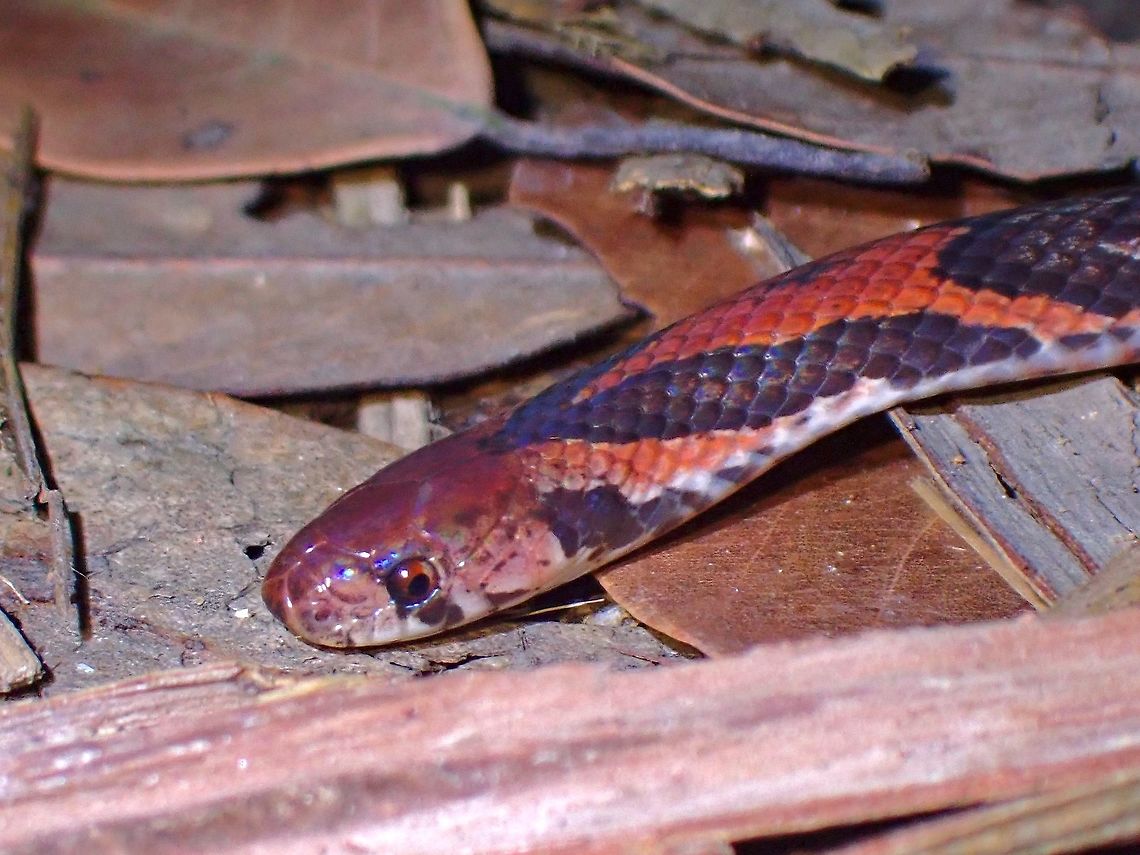 Banded/Barred Kukri Snake <figure class="photo"><a href="https://www.jungledragon.com/image/116931/barredbanded_kukri_snake_-_oligodon_signatus.html" title="Barred/Banded Kukri Snake - Oligodon signatus"><img src="https://s3.amazonaws.com/media.jungledragon.com/images/2994/116931_thumb.jpeg?AWSAccessKeyId=05GMT0V3GWVNE7GGM1R2&Expires=1770854410&Signature=ScXCU%2BBzLDBCpw0O0kD%2BYKwIodU%3D" width="200" height="150" alt="Barred/Banded Kukri Snake - Oligodon signatus  Banded Kukri Snake,Barred Kukri Snake,Kukri Snake,Malaysia,Oligodon signatus,Penang,Snake" /></a></figure> Banded Kukri Snake,Barred Kukri Snake,Kukri Snake,Malaysia,Oligodon signatus,Penang,Snake