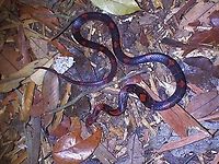 Barred/Banded Kukri Snake - Oligodon signatus  Banded Kukri Snake,Barred Kukri Snake,Kukri Snake,Malaysia,Oligodon signatus,Penang,Snake