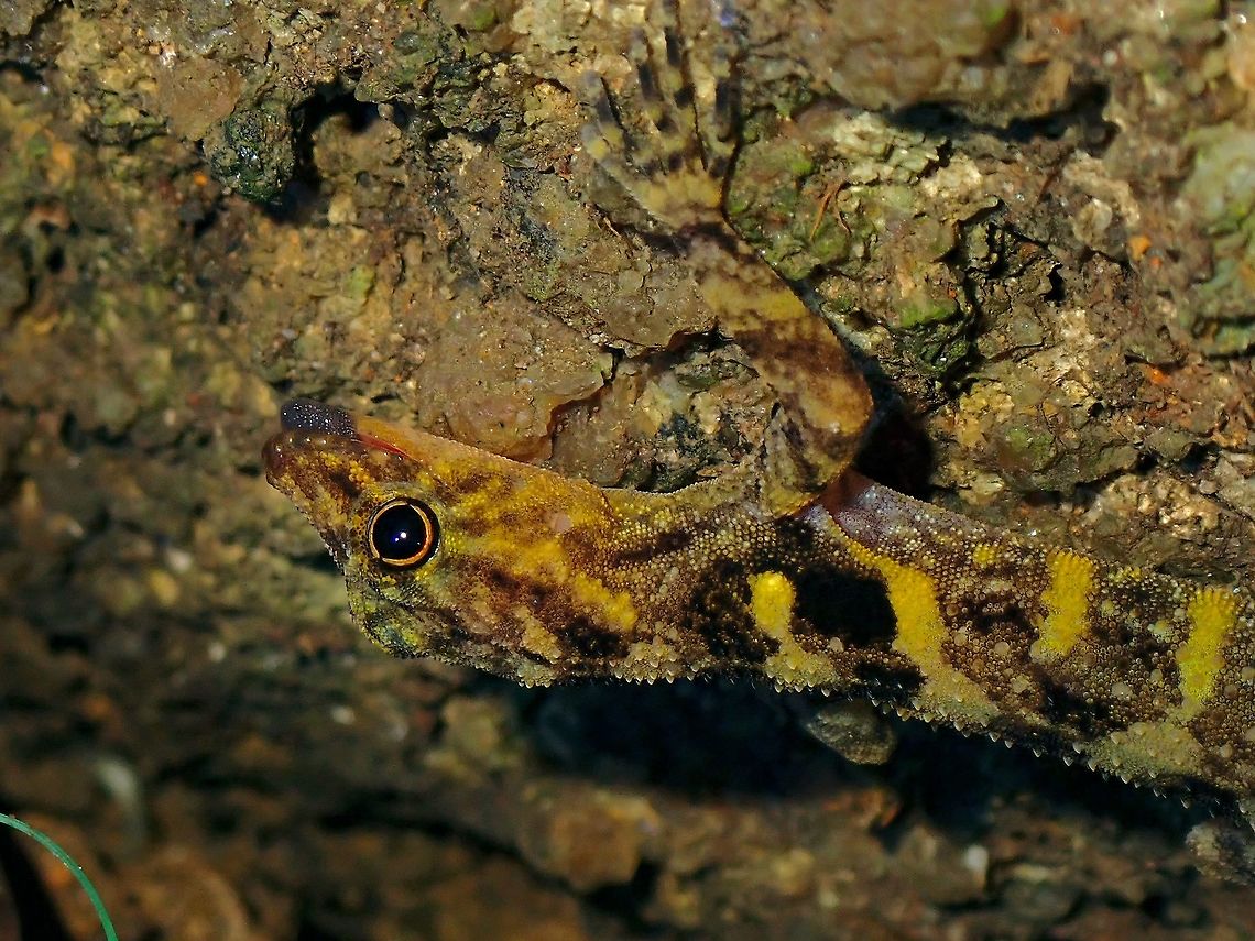 Round Eyes Previously, this species was supposedly documented from other locations of mainland Peninsular Malaysia and Thailand but a recent scientific paper in 2008 confirmed specimens from the other localities are different and new species, thereby confirming this species is endemic to the island of Penang!<br />
<br />
<figure class="photo"><a href="https://www.jungledragon.com/image/116934/penang_island_round-eyed_gecko_-_cnemaspis_affinis.html" title="Penang Island Round-Eyed Gecko - Cnemaspis affinis"><img src="https://s3.amazonaws.com/media.jungledragon.com/images/2994/116934_thumb.jpeg?AWSAccessKeyId=05GMT0V3GWVNE7GGM1R2&Expires=1759968010&Signature=JOQl%2Bdonrxp%2FYOyCRoVK%2BS%2BacNc%3D" width="200" height="150" alt="Penang Island Round-Eyed Gecko - Cnemaspis affinis Cnemaspis affinis,Gecko,Malaysia,Penang,Penang Island Round-Eyed Gecko" /></a></figure><br />
<br />
<a href="https://www.researchgate.net/publication/289702367_The_distribution_taxonomy_and_redescription_of_the_geckos_Cnemaspis_affinis_Stoliczka_1887_and_C_flavolineata_Nicholls_1949_with_descriptions_of_a_new_montane_species_and_two_new_lowland_karst-_dwelli" rel="nofollow">https://www.researchgate.net/publication/289702367_The_distribution_taxonomy_and_redescription_of_the_geckos_Cnemaspis_affinis_Stoliczka_1887_and_C_flavolineata_Nicholls_1949_with_descriptions_of_a_new_montane_species_and_two_new_lowland_karst-_dwelli</a> Cnemaspis affinis,Gecko,Malaysia,Penang,Penang Island Round-Eyed Gecko