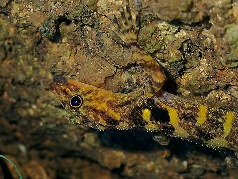 Round Eyes Previously, this species was supposedly documented from other locations of mainland Peninsular Malaysia and Thailand but a recent scientific paper in 2008 confirmed specimens from the other localities are different and new species, thereby confirming this species is endemic to the island of Penang!

https://www.jungledragon.com/image/116934/penang_island_round-eyed_gecko_-_cnemaspis_affinis.html

https://www.researchgate.net/publication/289702367_The_distribution_taxonomy_and_redescription_of_the_geckos_Cnemaspis_affinis_Stoliczka_1887_and_C_flavolineata_Nicholls_1949_with_descriptions_of_a_new_montane_species_and_two_new_lowland_karst-_dwelli Cnemaspis affinis,Gecko,Malaysia,Penang,Penang Island Round-Eyed Gecko