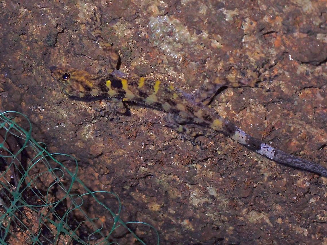 Penang Island Round-Eyed Gecko - Cnemaspis affinis  Cnemaspis affinis,Gecko,Malaysia,Penang,Penang Island Round-Eyed Gecko