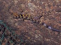 Penang Island Round-Eyed Gecko - Cnemaspis affinis Cnemaspis affinis,Gecko,Malaysia,Penang,Penang Island Round-Eyed Gecko