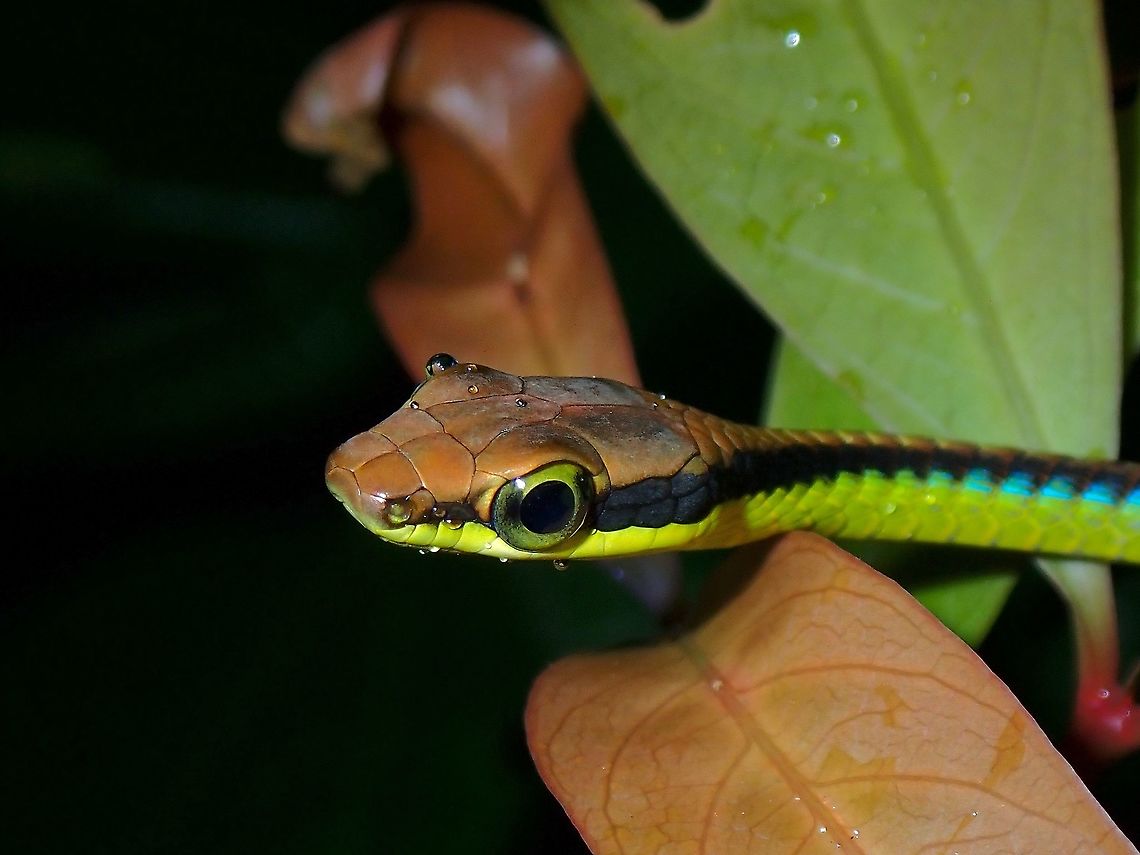 Drops of Water  Bronzeback Snake,Dendrelaphis cyanochloris,Malaysia,Penang,Snake,Wall's Bronzeback