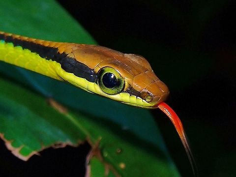 Red Tongue  Bronzeback Snake,Dendrelaphis cyanochloris,Malaysia,Penang,Snake,Wall's Bronzeback