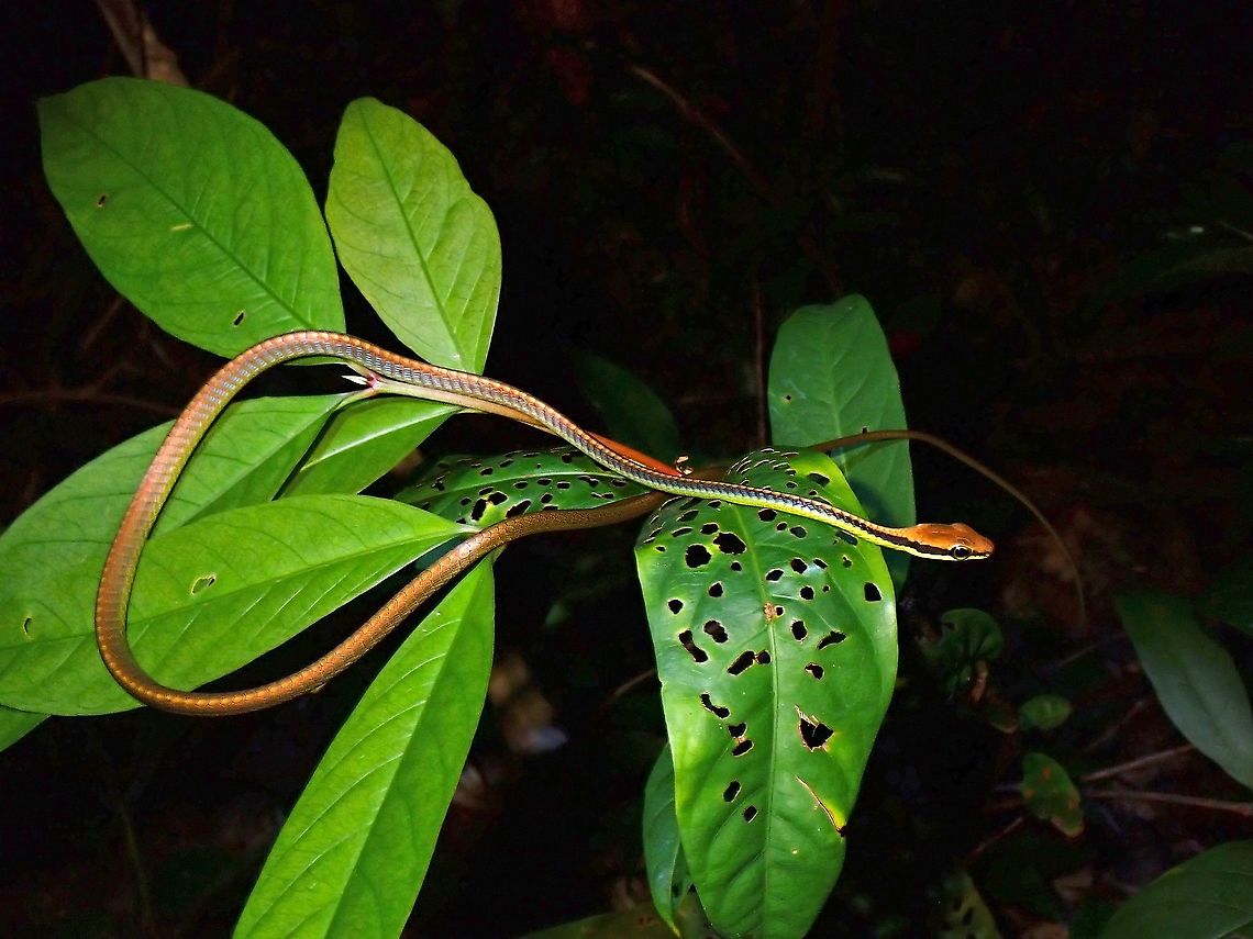 Wall's Bronzeback Snake - Dendrelaphis cyanochloris  Bronzeback Snake,Dendrelaphis cyanochloris,Malaysia,Penang,Snake,Wall's Bronzeback