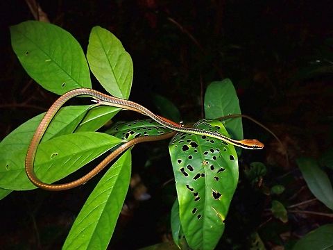 Wall's Bronzeback Snake - Dendrelaphis cyanochloris  Bronzeback Snake,Dendrelaphis cyanochloris,Malaysia,Penang,Snake,Wall's Bronzeback