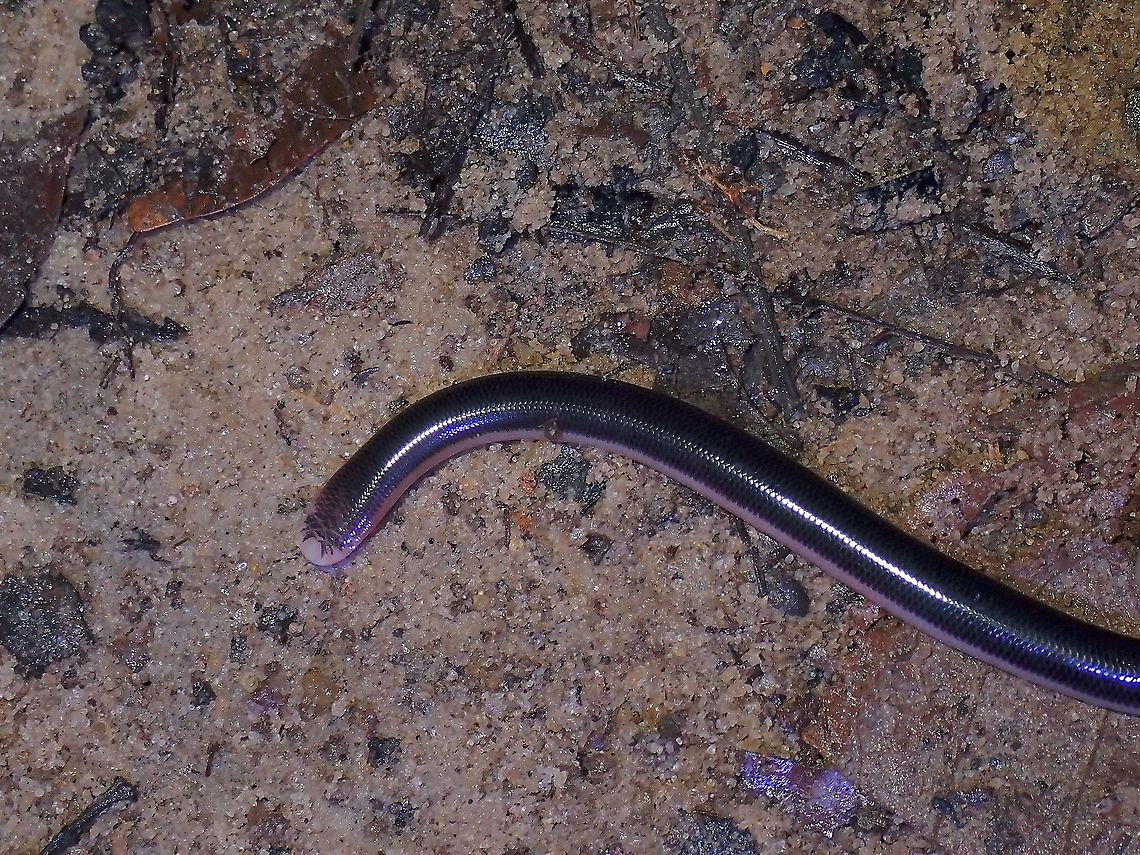 Müller's Blind Snake - Argyrophis muelleri Seen during a rainy night, it was wriggling around on the move and I had initially thought it was an earth worm. Argyrophis muelleri,Blind Snake,Malaysia,Müller's Blind Snake,Penang,Snake