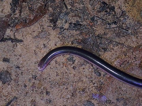 M&uuml;ller's Blind Snake - Argyrophis muelleri Seen during a rainy night, it was wriggling around on the move and I had initially thought it was an earth worm. Argyrophis muelleri,Blind Snake,Malaysia,M&uuml;ller's Blind Snake,Penang,Snake