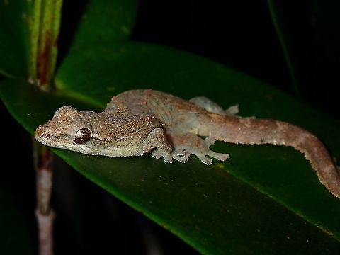 Small Broad-Tailed Smooth-Scaled Gecko - Lepidodactylus planicauda  Gecko,Lepidodactylus planicauda,Philippines,Sibuyan,Small Broad-Tailed Smooth-Scaled Gecko,Smooth-Scaled Gecko
