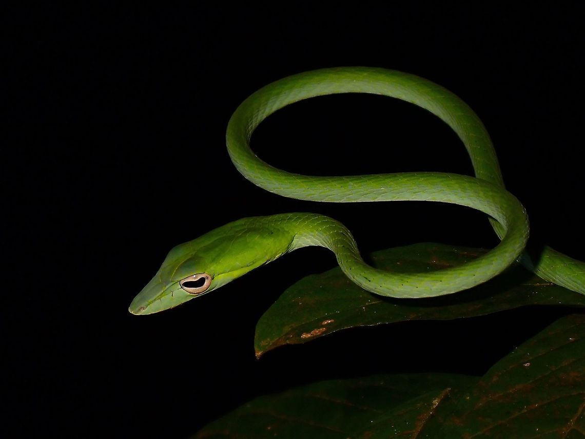 Malayan Green Whipsnake  Ahaetulla mycterizans,Malayan Green Whipsnake,Malaysia,Penang,Snake,Whipsnake