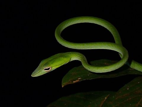 Malayan Green Whipsnake Ahaetulla mycterizans,Malayan Green Whipsnake,Malaysia,Penang,Snake,Whipsnake